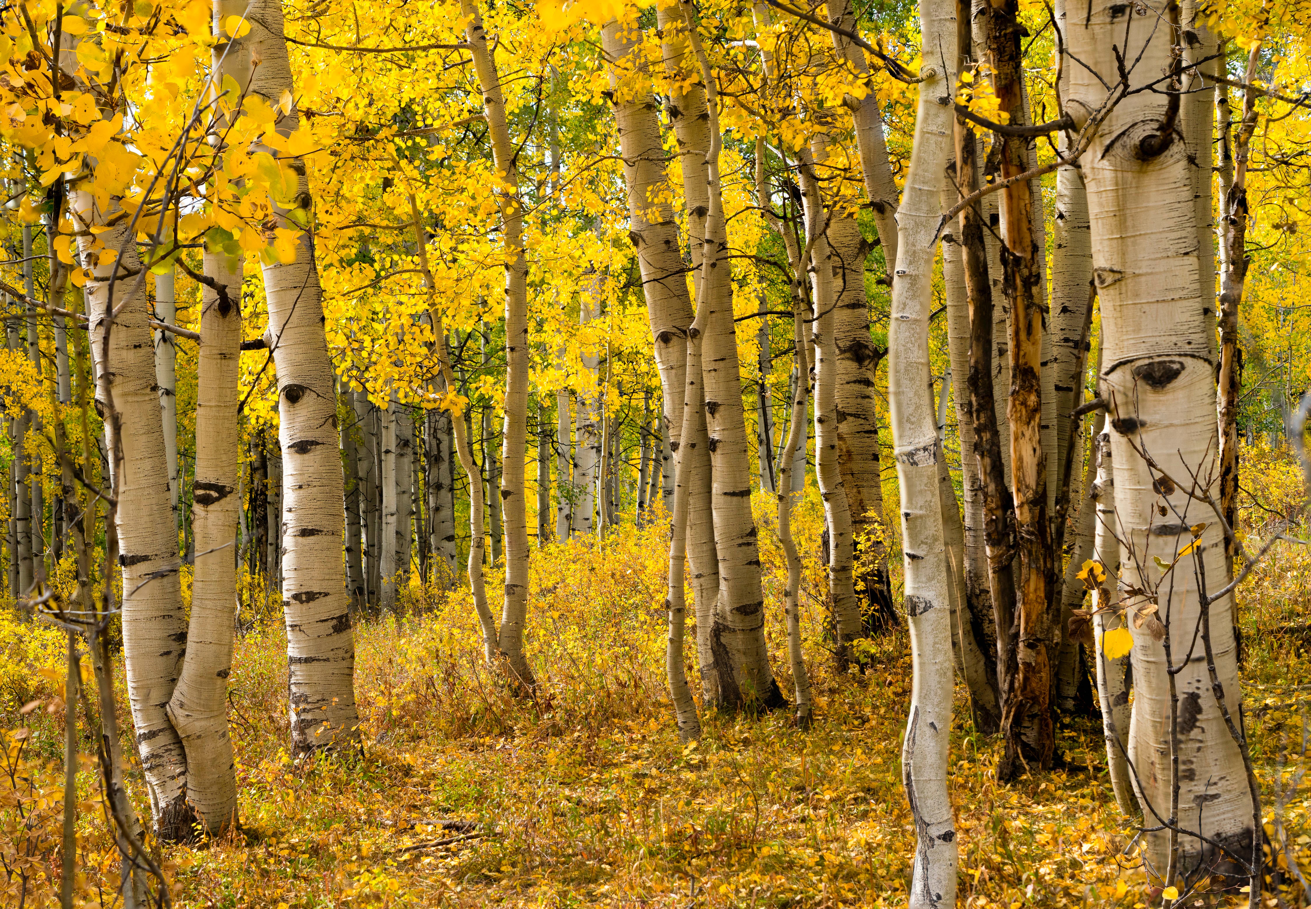 Aspens have an extensive underground root system