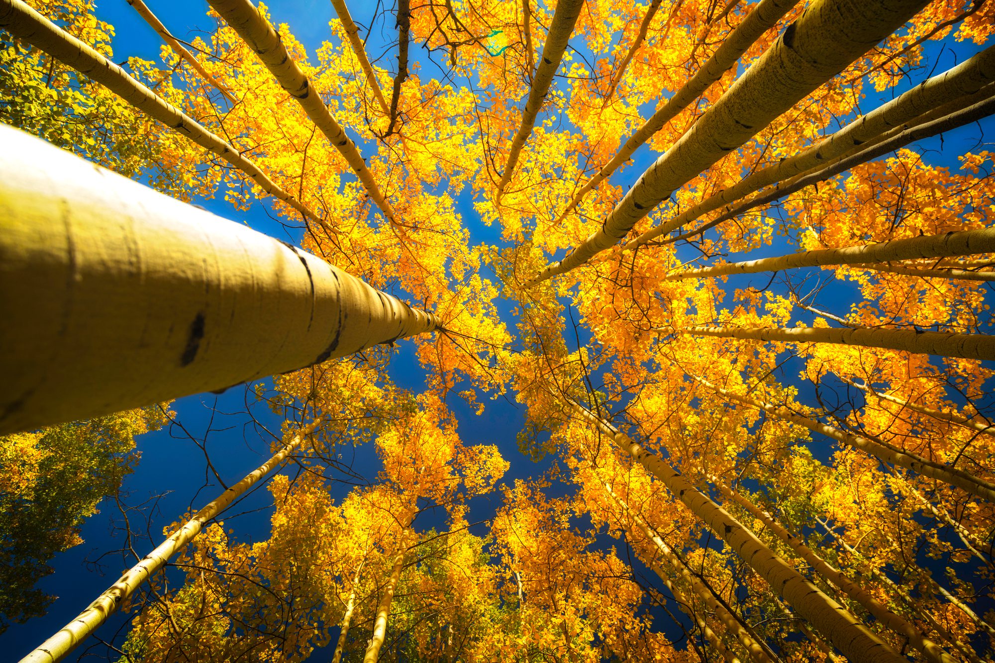 Upper view of trees in fall